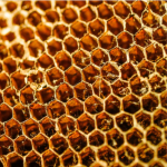 What is propolis?